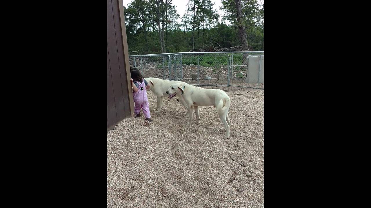 New Livestock Guardian Dogs