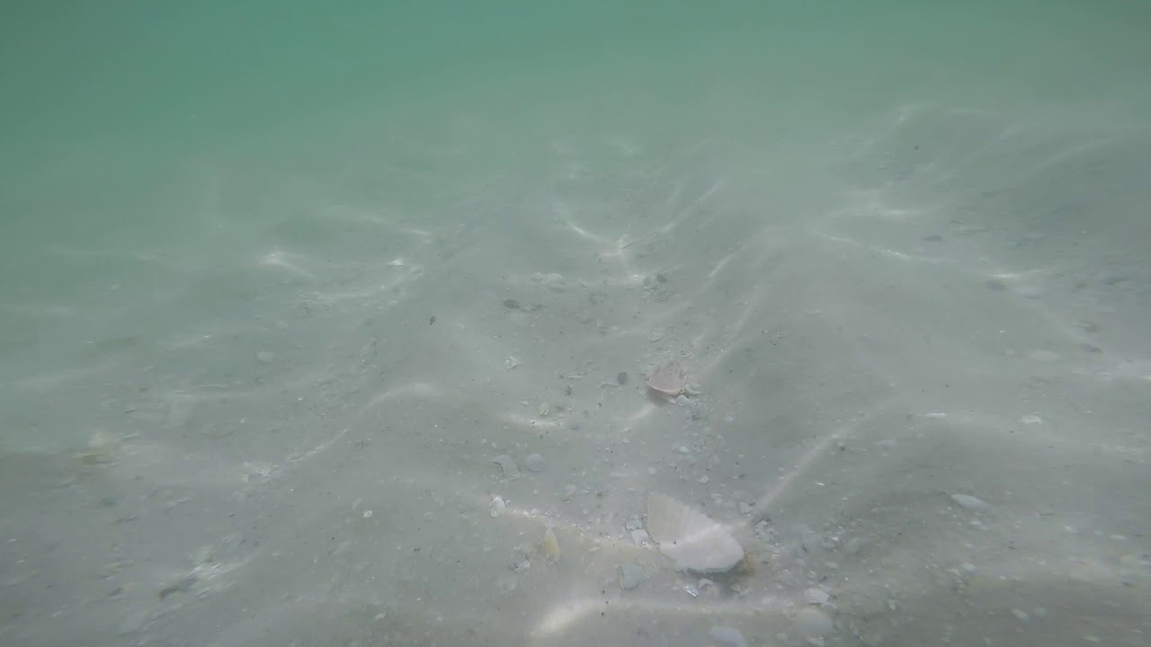 Pensacola Beach Snorkeling For Shells You Pensacola Beach Snorkeling For Shells