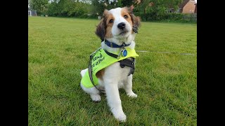 Bacchus the Kooikerhondje Puppy  5 Weeks Residential Dog Training