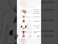 Endocrine system #Biology#🙏