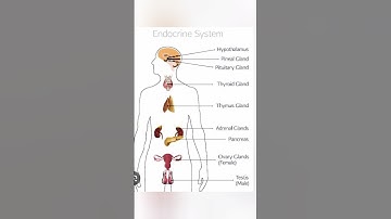 Endocrine system #Biology#🙏
