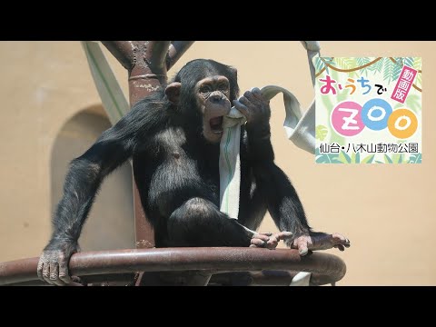 おうちでZOO「チンパンジー」 - YouTube