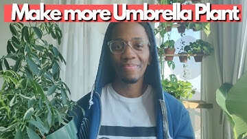 Umbrella Tree Plant Propagation | Make more Schefflera