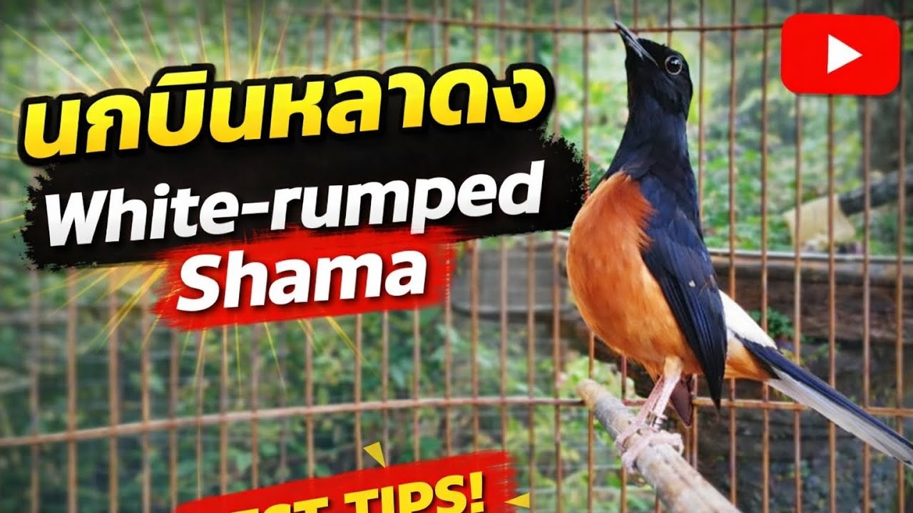 นกกางเขนดงของชาวอินโดนีเซีย 