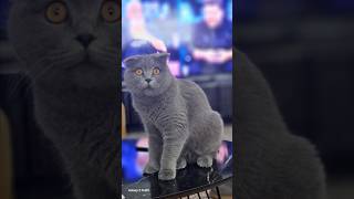 Princess Peach Ile Tanışalım 🐈‍⬛