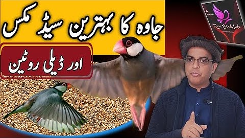Java seed mix and complete dite plan | Java spaerow seed mix
