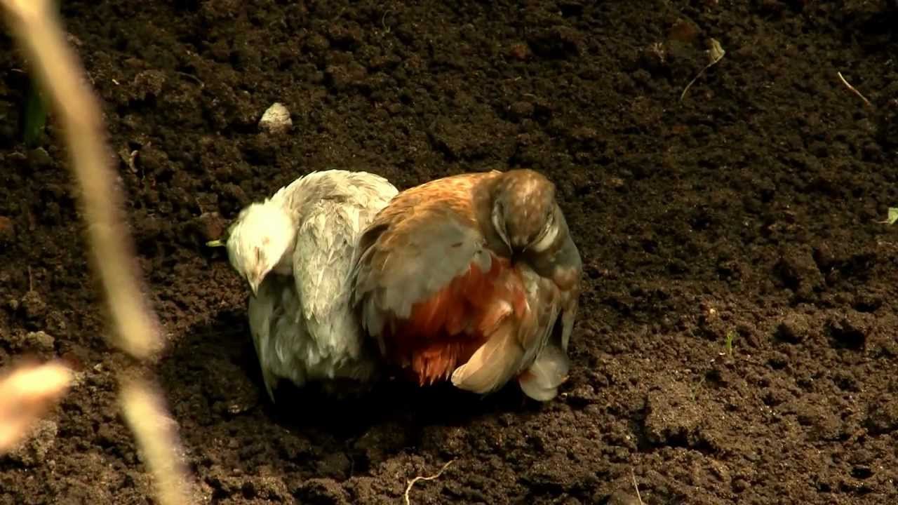 Asian Blue Quails or Chinese Painted Quails (Coturnix chinensis) / [Chinesische] Zwergwachteln