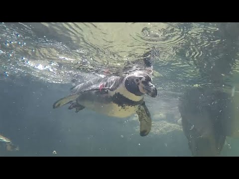 What’s Next: Galápagos Islands at the Houston Zoo: Episode 4