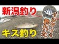 【海釣り】新潟釣り キス釣り イシダイも釣れた 2016.07.03