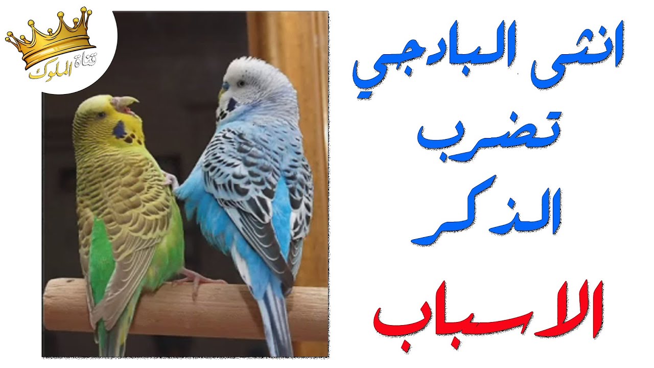 انثى البادجي تضرب الذكر .. اليكم جميع الأسباب