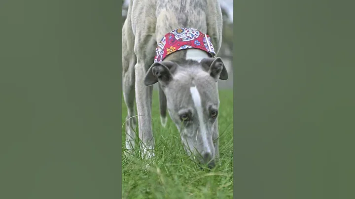 Whippet Good#photography #park #dogs #whippet #play #animals #whipitgood #good