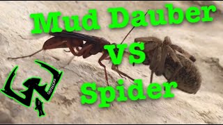 Mud Dauber v s Spider