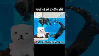 난생처음 눈을 본 수달의 반응