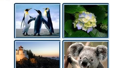 WordPress tutorial image Gallery  Install Supsystic plugin