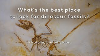 What's the best place to look for dinosaur fossils?