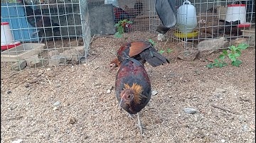 Gà rừng F1 tai trắng máu rừng cực cao