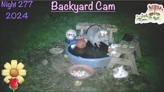 Backyard Cam Night 277 Wild Raccoon Reality Cam just enjoying dinner on a spring night