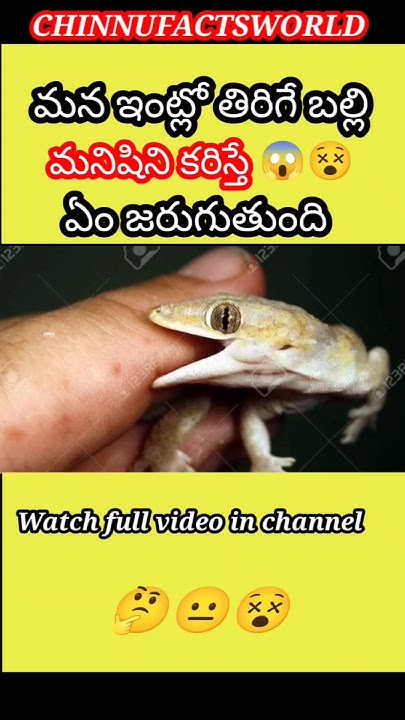 very-interesting-facts-about-lizards-in-telugu-facts-telugu