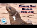 Mother Seal Saved From Rope Loop