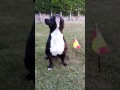 Este perro se pone firme ante la bandera de España!