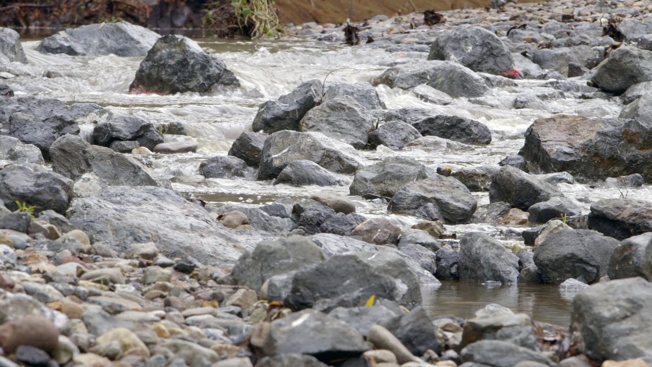 Stanford removes Lagunita Diversion Dam