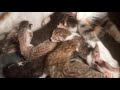 Mèo mẹ và đàn con mới sinh (Mother cat and newborn kittens)
