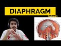 Diaphragm - 1 | Abdomen