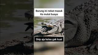 hanya burung ini yang berani masuk ke mulut buaya