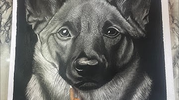 Time lapse Process Of The Dog Drawing