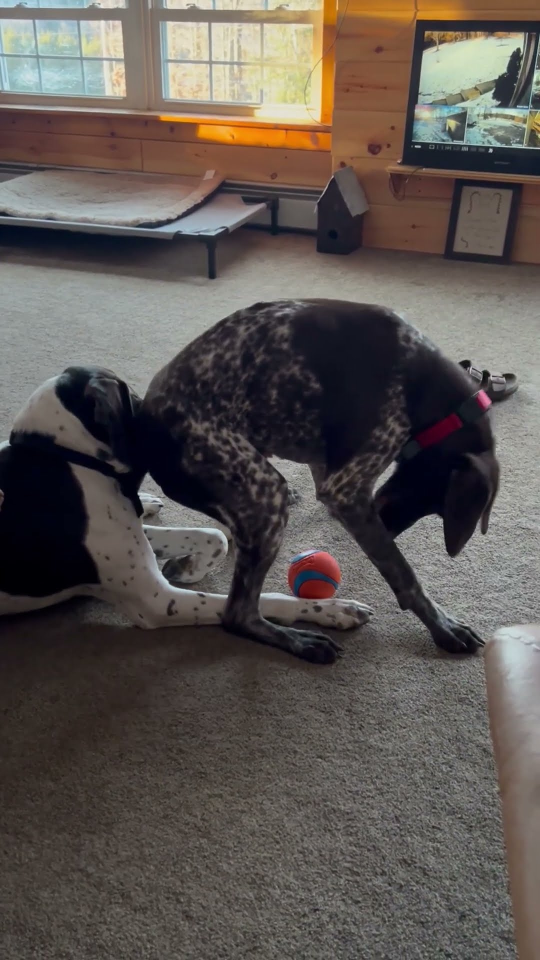 Dog Butts In To Steal Toy || ViralHog