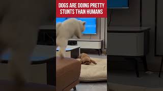 I canโt believe my dog actually did this... ๐๐ถ #shorts I canโt believe my dog actually did this... ๐๐ถ #shorts