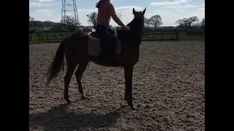 Ex Racehorse BEFORE having Ron Field Nutrition pro...