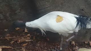 Australian White ibis with wing tag in Sydney
