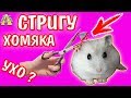 КАК ПОДСТРИЧЬ ХОМЯКА ПРАВИЛЬНО? / ЧТО-ТО ПОШЛО НЕ ТАК! / УХО? / ХОМЯК / ИЗИ / ДРУЖКО ШОУ / АЛИСА ИЗИ