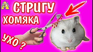 КАК ПОДСТРИЧЬ ХОМЯКА ПРАВИЛЬНО? / ЧТО-ТО ПОШЛО НЕ ТАК! / УХО? / ХОМЯК / ИЗИ / ДРУЖКО ШОУ / АЛИСА ИЗИ КАК ПОДСТРИЧЬ ХОМЯКА ПРАВИЛЬНО? / ЧТО-ТО ПОШЛО НЕ ТАК! / УХО? / ХОМЯК / ИЗИ / ДРУЖКО ШОУ / АЛИСА ИЗИ