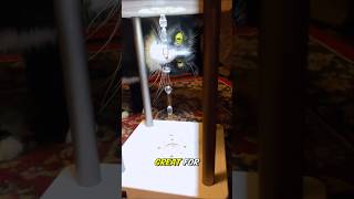 my cats vs. viral cool TikTok gadgets 😎 #shorts