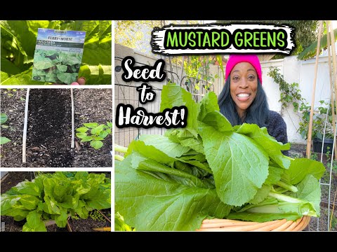 Video: Growing Mustards: How To Plant Mustard Greens