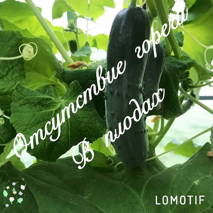Огурец «Апрельский» F1 Характеристика и особенности☘️🥒🥒🥒Мой любимый ...