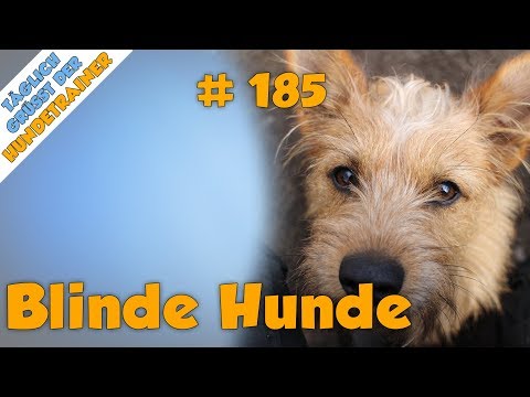 Video: Glaukom und Grauer Star bei Hunden: Wissen, worauf zu achten ist, wenn es um Augenprobleme bei Hunden geht!