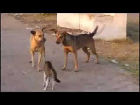 КОТЫ НАПАДАЮТ НА СОБАК Crazy Cat Attacks Dog Подборка приколов #4 Опасные