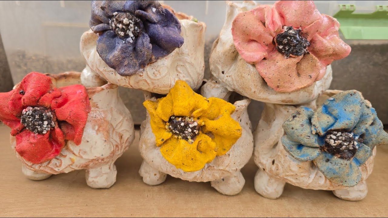 #원주이쁜다육#행복한 불금 제고화분 세일해요