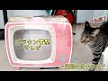 【猫動画】猫爪研ぎ段ボールのテレビ型が可愛い！【猫log】