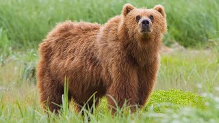 Details Booster the Bear: Honey Heist Adventure! Update