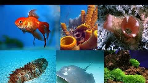 CLASS IX CH 06 PRAKRUTIKA SAMPADA O PARIBESA PRADUSANA PART 03