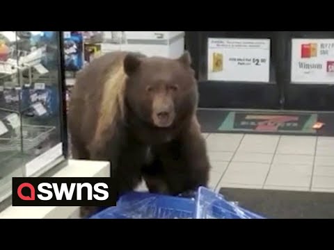 Huge brown bear enters 7-Eleven store and helps itself to CANDY BARS ? | SWNS