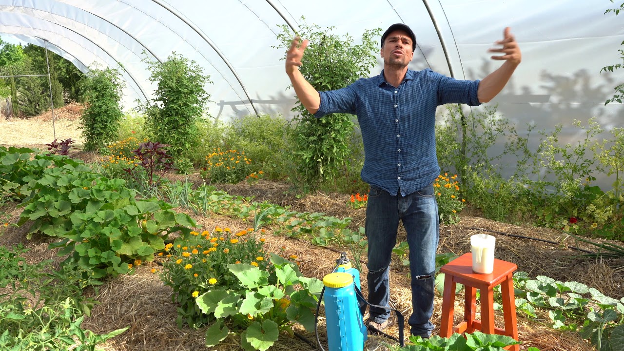 Preparado con leche para prevenir la aparición de hongos. YouTube