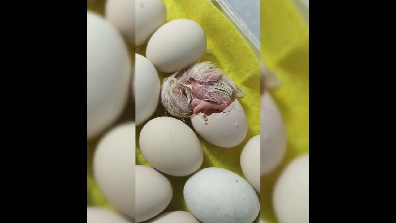 Глупые яйца. Жизнь цыплят видео. Сколько эти зайчики милашки такие вылупляются из яичек там. Что вылупляется из яиц похоже на зайца.