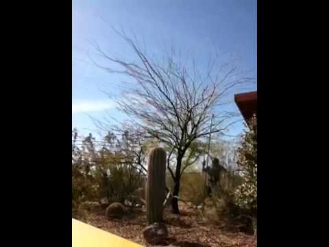 Video: Porastú mesquite stromy v Texase?