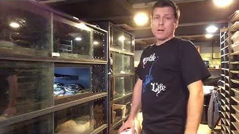 How to Handle a Dangerous Giant Python