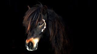 How To Bladgoudgoudblad Fotos Maken